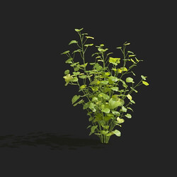 Maxtree-Plants Vol83 Cardamine lyrata 01 02 