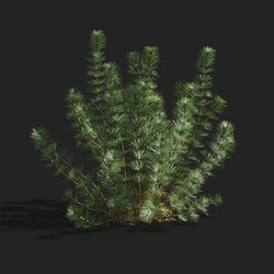 Maxtree-Plants Vol83 Hydrotriche hottoniflora 01 01 