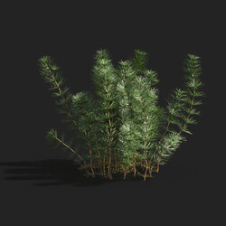 Maxtree-Plants Vol83 Hydrotriche hottoniflora 01 02 