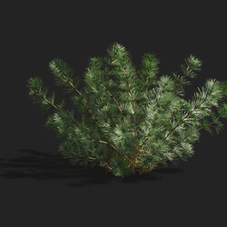 Maxtree-Plants Vol83 Hydrotriche hottoniflora 01 03 