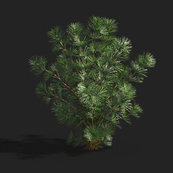 Maxtree-Plants Vol83 Hydrotriche hottoniflora 01 04 