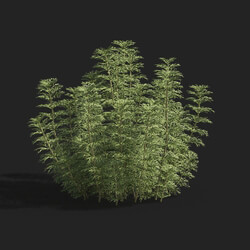 Maxtree-Plants Vol83 Limnophila aquatica 01 01 