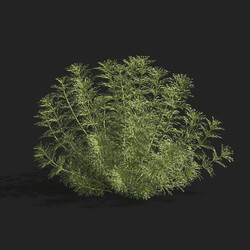 Maxtree-Plants Vol83 Limnophila aquatica 01 03 