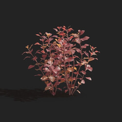 Maxtree-Plants Vol83 Ludwigia repens 01 02 