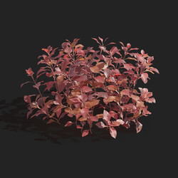 Maxtree-Plants Vol83 Ludwigia repens 01 04 