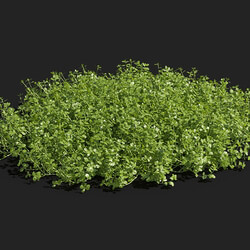 Maxtree-Plants Vol83 Micranthemum umbrosum 01 01 