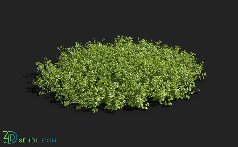 Maxtree-Plants Vol83 Micranthemum umbrosum 01 01