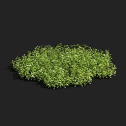Maxtree-Plants Vol83 Micranthemum umbrosum 01 02 