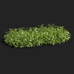 Maxtree-Plants Vol83 Micranthemum umbrosum 01 03 