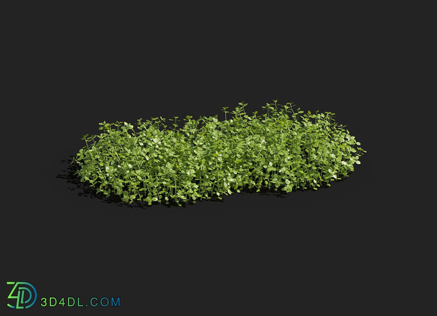 Maxtree-Plants Vol83 Micranthemum umbrosum 01 03