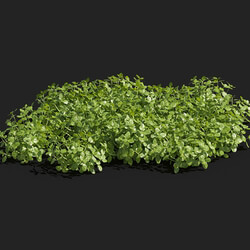 Maxtree-Plants Vol83 Micranthemum umbrosum 01 04 