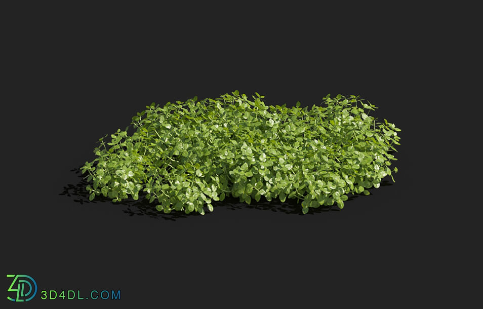 Maxtree-Plants Vol83 Micranthemum umbrosum 01 04