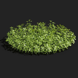 Maxtree-Plants Vol83 Micranthemum umbrosum 01 05 