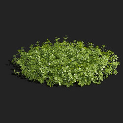 Maxtree-Plants Vol83 Micranthemum umbrosum 01 06 