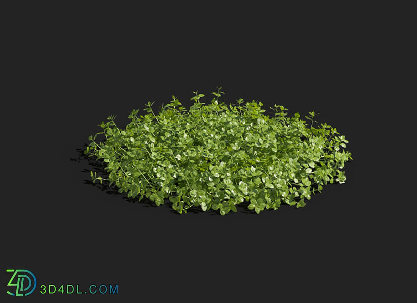 Maxtree-Plants Vol83 Micranthemum umbrosum 01 06