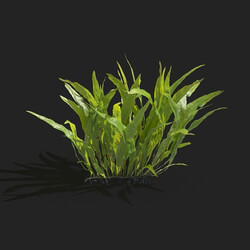 Maxtree-Plants Vol83 Microsorum pteropus 01 01 