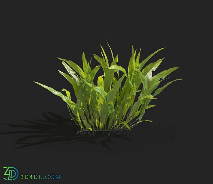 Maxtree-Plants Vol83 Microsorum pteropus 01 01