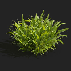 Maxtree-Plants Vol83 Microsorum pteropus 01 02 