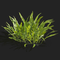 Maxtree-Plants Vol83 Microsorum pteropus 01 03 