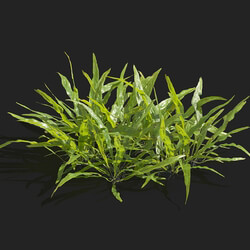 Maxtree-Plants Vol83 Microsorum pteropus 01 05 