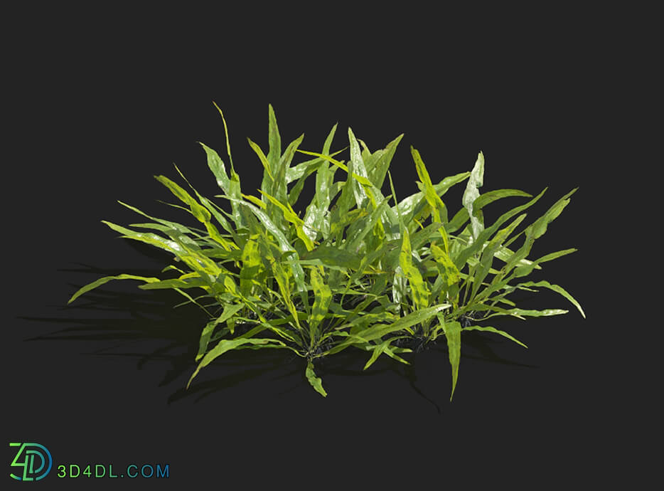 Maxtree-Plants Vol83 Microsorum pteropus 01 05