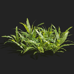 Maxtree-Plants Vol83 Microsorum pteropus 01 06 