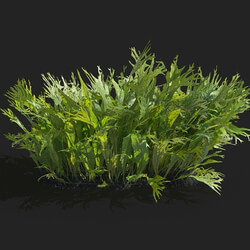 Maxtree-Plants Vol83 Microsorum pteropus windelov 01 02 