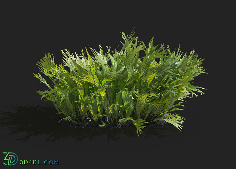 Maxtree-Plants Vol83 Microsorum pteropus windelov 01 02