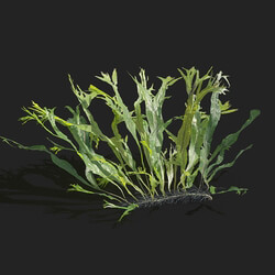 Maxtree-Plants Vol83 Microsorum pteropus windelov 01 03 