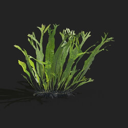 Maxtree-Plants Vol83 Microsorum pteropus windelov 01 04 