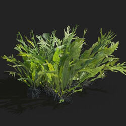 Maxtree-Plants Vol83 Microsorum pteropus windelov 01 06 