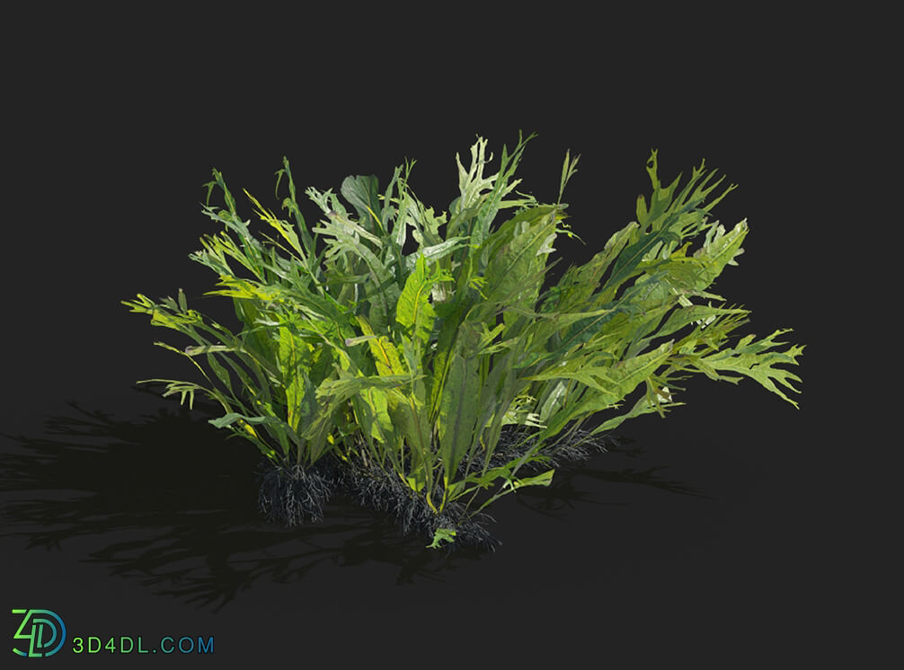 Maxtree-Plants Vol83 Microsorum pteropus windelov 01 06