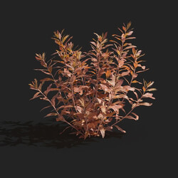 Maxtree-Plants Vol83 Proserpinaca palustris 01 01 