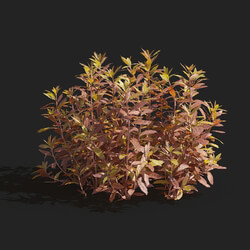 Maxtree-Plants Vol83 Proserpinaca palustris 01 02 