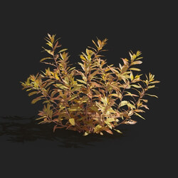 Maxtree-Plants Vol83 Proserpinaca palustris 01 03 