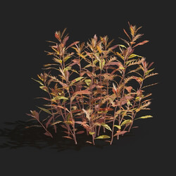 Maxtree-Plants Vol83 Proserpinaca palustris 01 04 