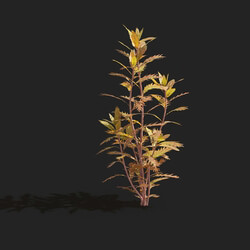 Maxtree-Plants Vol83 Proserpinaca palustris 01 05 