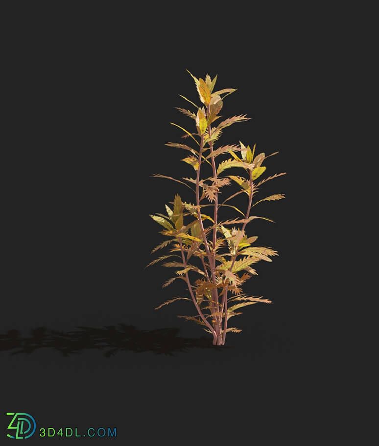 Maxtree-Plants Vol83 Proserpinaca palustris 01 05