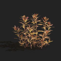 Maxtree-Plants Vol83 Proserpinaca palustris 01 06 