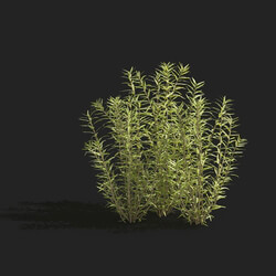 Maxtree-Plants Vol83 Rotala rotundifolia 01 02 