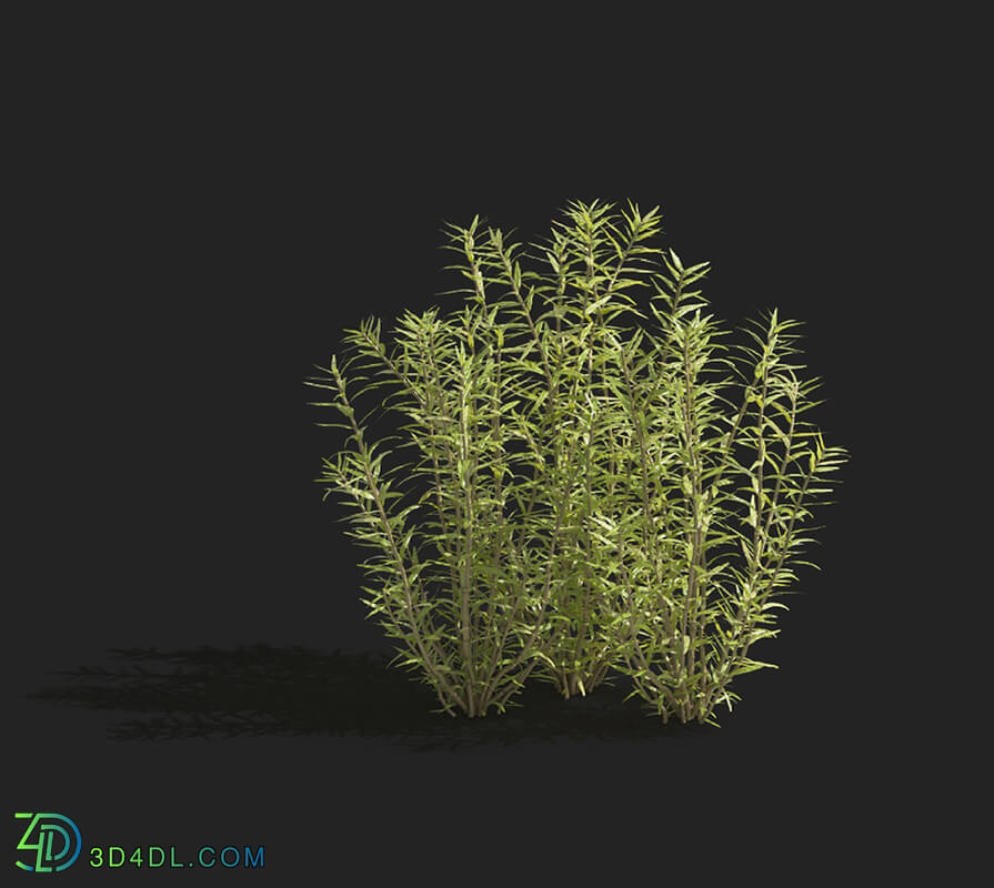 Maxtree-Plants Vol83 Rotala rotundifolia 01 02