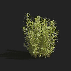 Maxtree-Plants Vol83 Rotala rotundifolia 01 03 