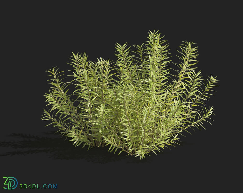 Maxtree-Plants Vol83 Rotala rotundifolia 01 04