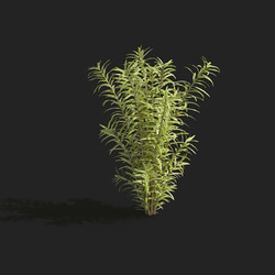 Maxtree-Plants Vol83 Rotala rotundifolia 01 05 