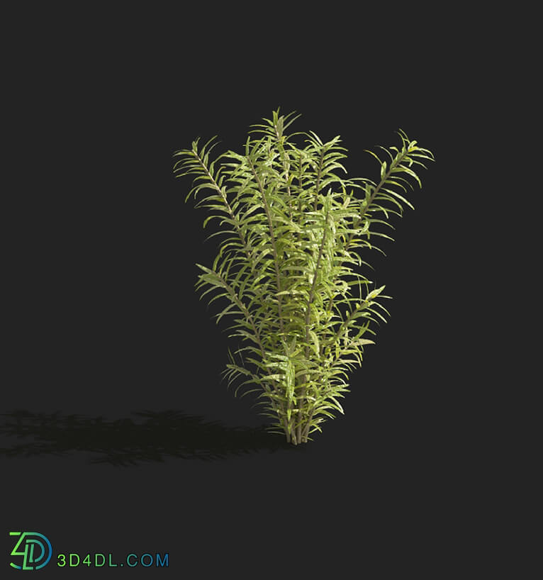 Maxtree-Plants Vol83 Rotala rotundifolia 01 05