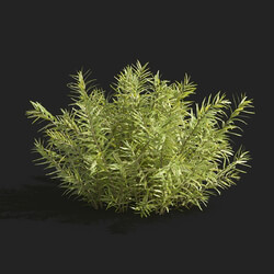 Maxtree-Plants Vol83 Rotala rotundifolia 01 06 