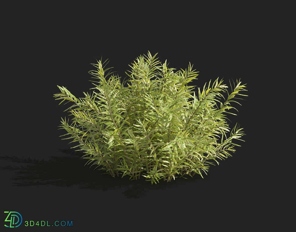 Maxtree-Plants Vol83 Rotala rotundifolia 01 06