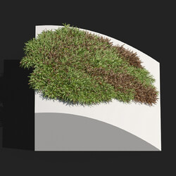 Maxtree-Plants Vol83 Vesicularia 01 02 