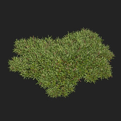 Maxtree-Plants Vol83 Vesicularia 01 03 