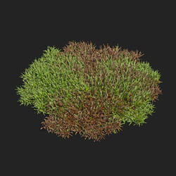 Maxtree-Plants Vol83 Vesicularia 01 05 